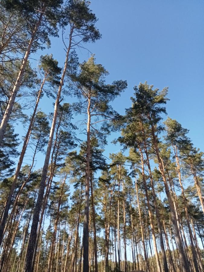 Ferienzimmer Waldzauber Borkwalde エクステリア 写真